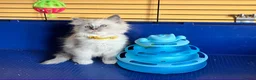 Ragdoll cats for sale: GCCF Ragdoll 🏆Champion Bloodline🌟5-Gen Pedigrees - Advert 10