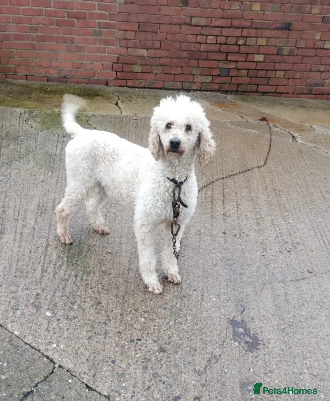 Standard Poodle dogs for sale: Gorgeous standard poodle. - Advert 2