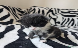Mixed Breed cats for sale: Kittens - Image 14