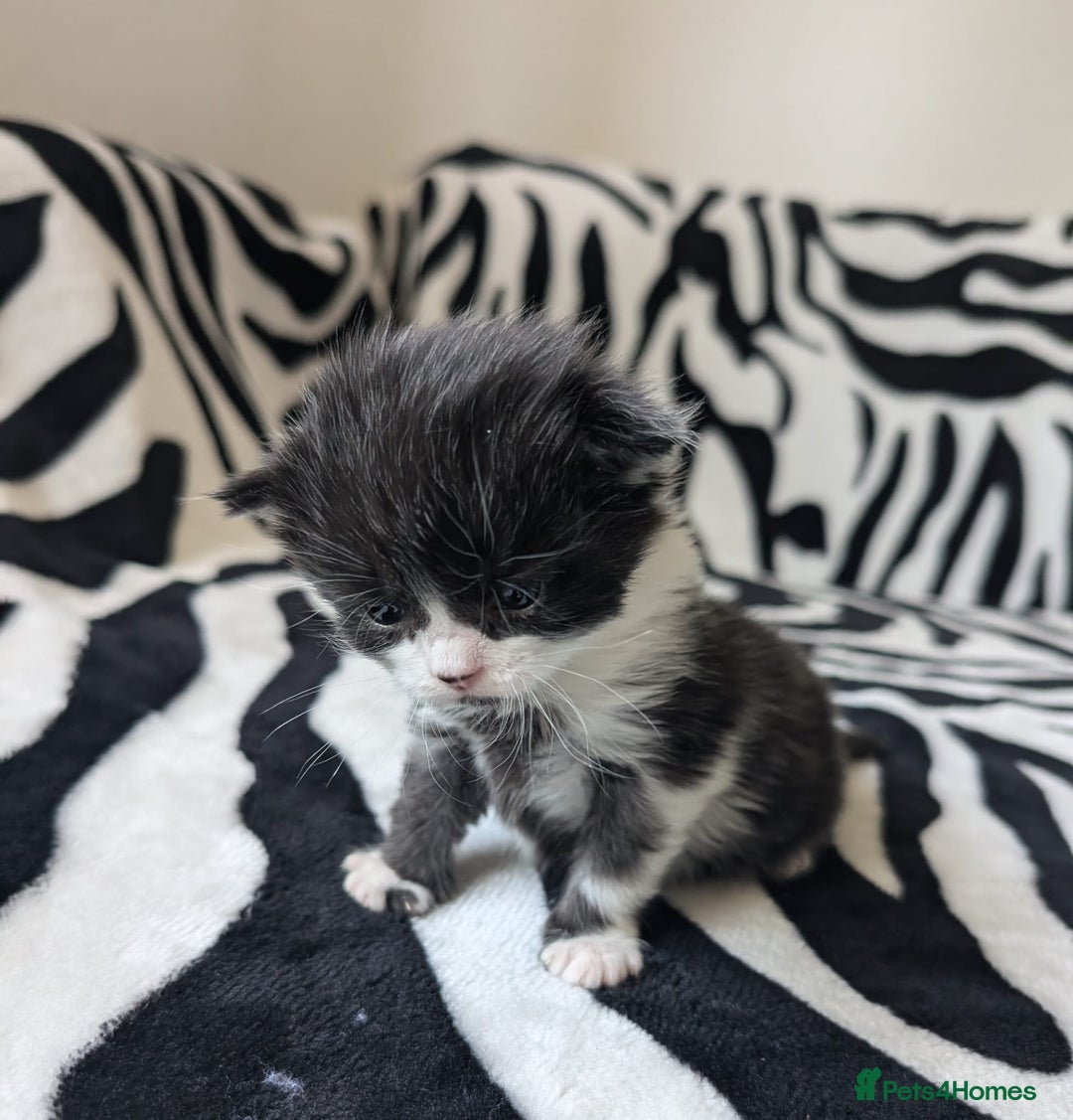 Mixed Breed cats for sale: Kittens - Image 14