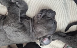 Cane Corso dogs for sale: Beautiful Blue Cane Corso Puppies - Image 30