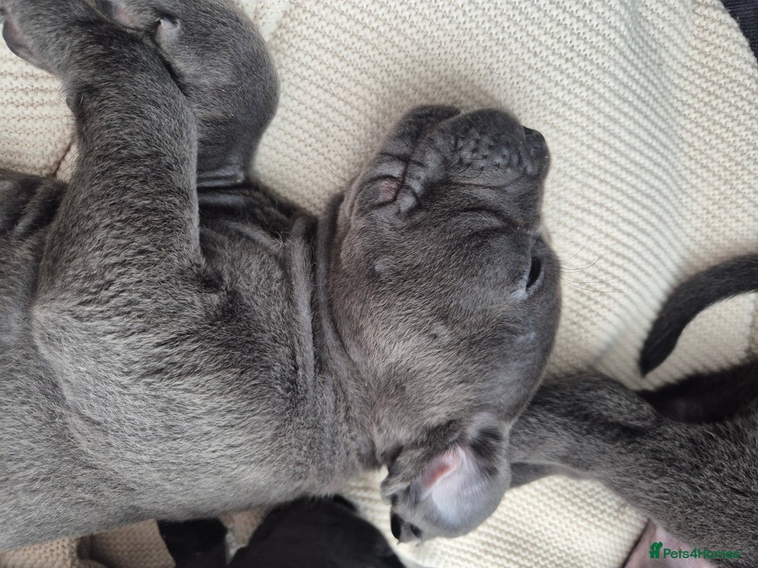 Cane Corso dogs for sale: Beautiful Blue Cane Corso Puppies - Image 30