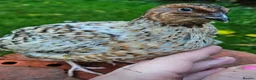 Quail poultry for sale: Coturnix Quail  hatching eggs Japanese  - Advert 2