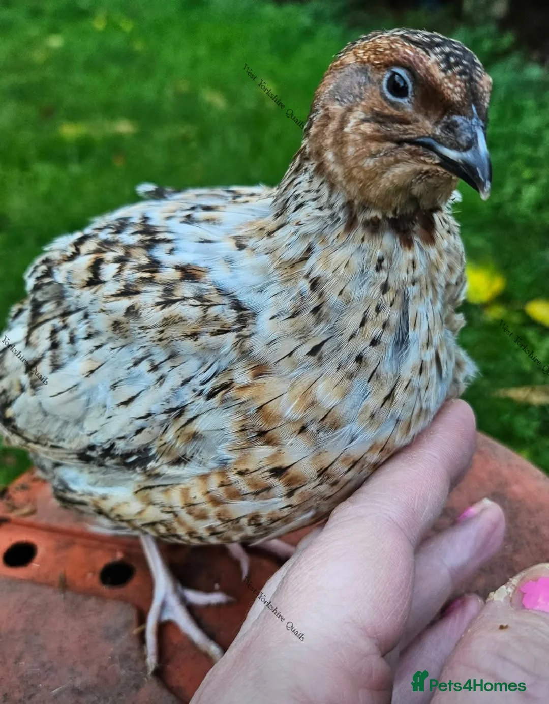 Quail poultry for sale: Coturnix Quail  hatching eggs Japanese  - Advert 2