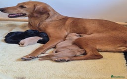 Labrador Retriever dogs for sale: KC Registered Yellow Labrador Puppy – Ready Now! - Image 7