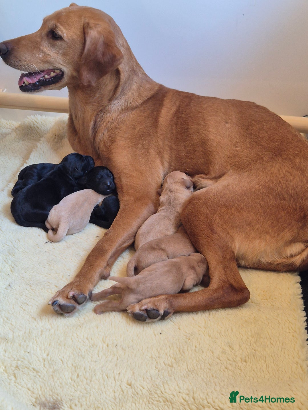 Labrador Retriever dogs for sale: KC Registered Yellow Labrador Puppy – Ready Now! - Image 7