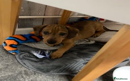 Mixed Breed dogs for sale: Patterjack cross Dachshund  - Image 4