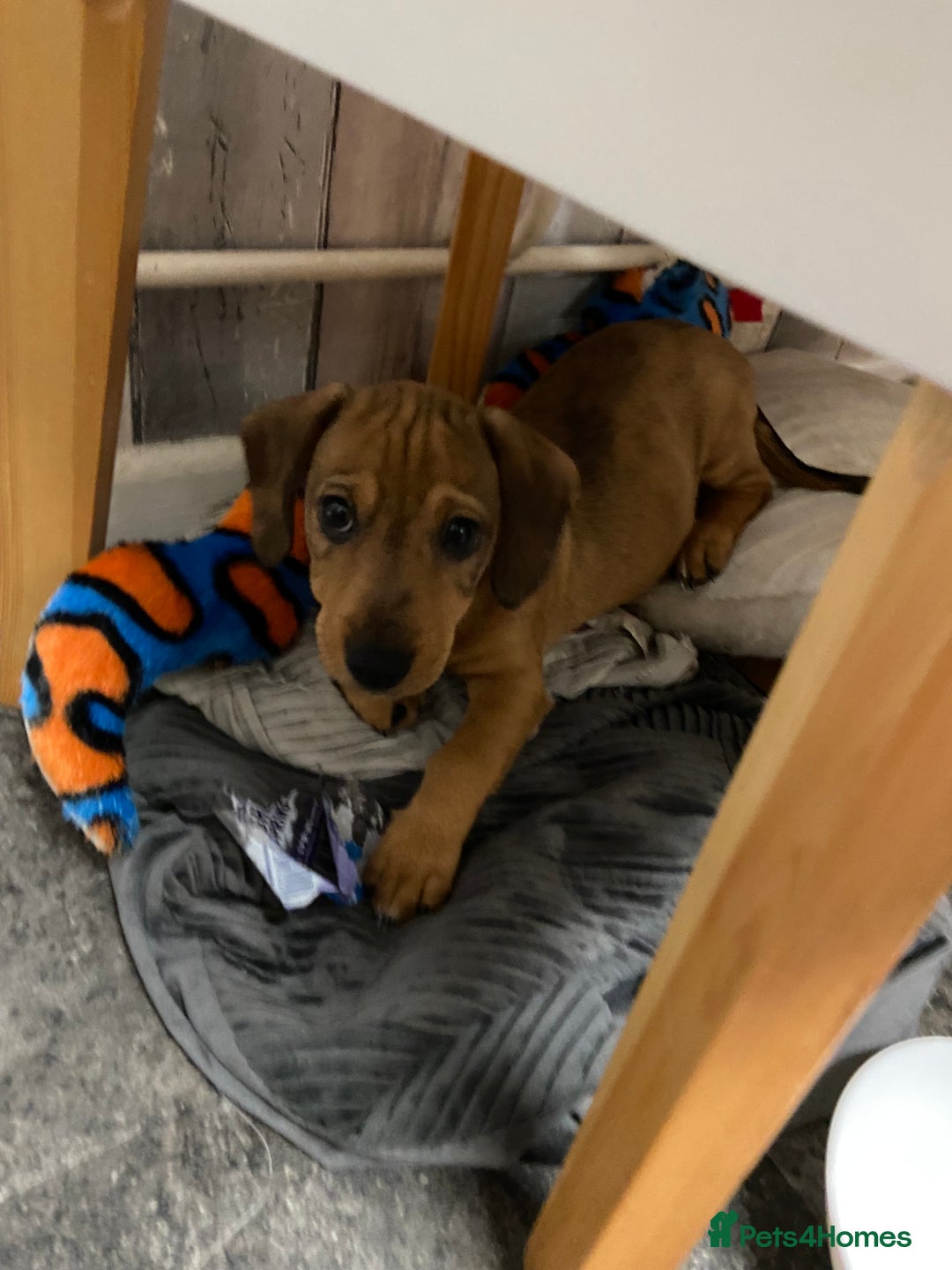 Mixed Breed dogs for sale: Patterjack cross Dachshund  - Image 4