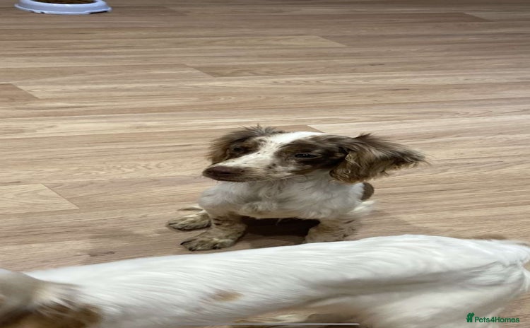 Cocker Spaniel dogs for sale - Advert 1