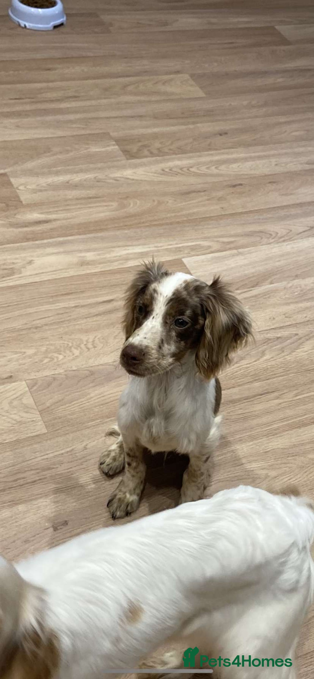 Cocker Spaniel dogs for sale: Cocker spaniel boy  - Image 1