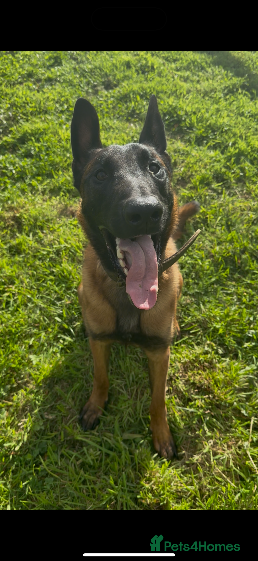 Belgian Shepherd Dog dogs for sale: Belgian Mali  - Advert 5