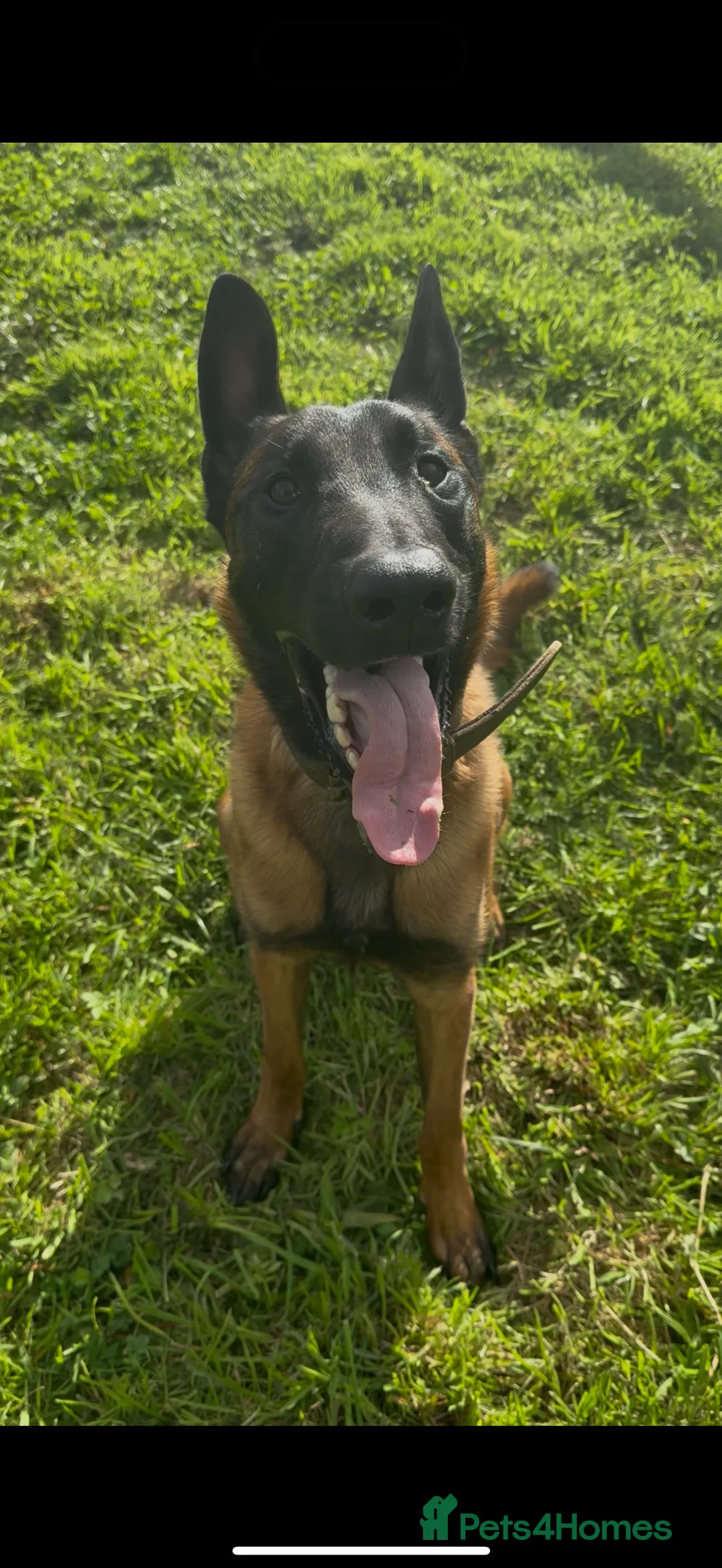 Belgian Shepherd Dog dogs for sale: Belgian Mali  - Advert 5