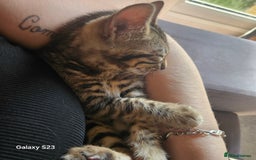 Bengal cats for sale: LAST Bengal KITTEN - Image 3