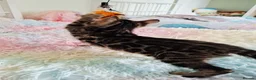 Bengal cats for sale: luxurious bengals - Advert 11