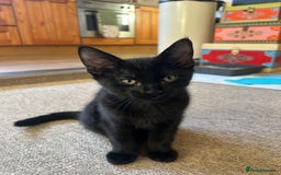 British Shorthair cats for sale: Two British shorthairs male black kittens - Advert 5