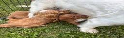 Cockapoo dogs for sale: Beautiful cockapoos - Advert 25