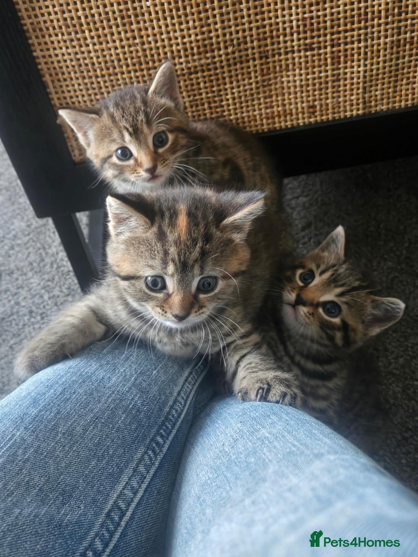 Domestic Shorthair cats 3 kittens looking for loving homes  - Advert 1