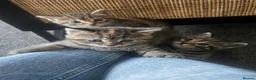Domestic Shorthair cats for sale: 3 kittens looking for loving homes  in Bideford - Advert 1