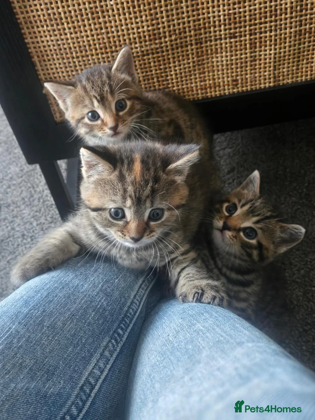 Domestic Shorthair cats for sale: 3 kittens looking for loving homes  in Bideford - Advert 1