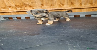 Jack Russell dogs - Advert 12