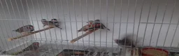 Finches birds for sale: Australian zebra finch - Advert 5