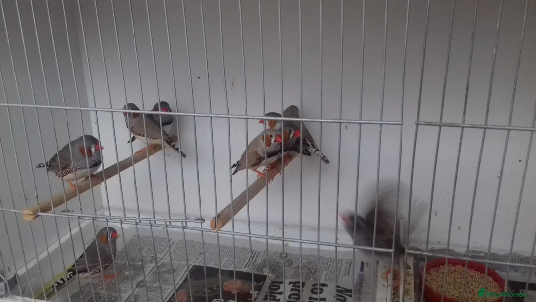 Finches birds for sale: Australian zebra finch - Advert 5