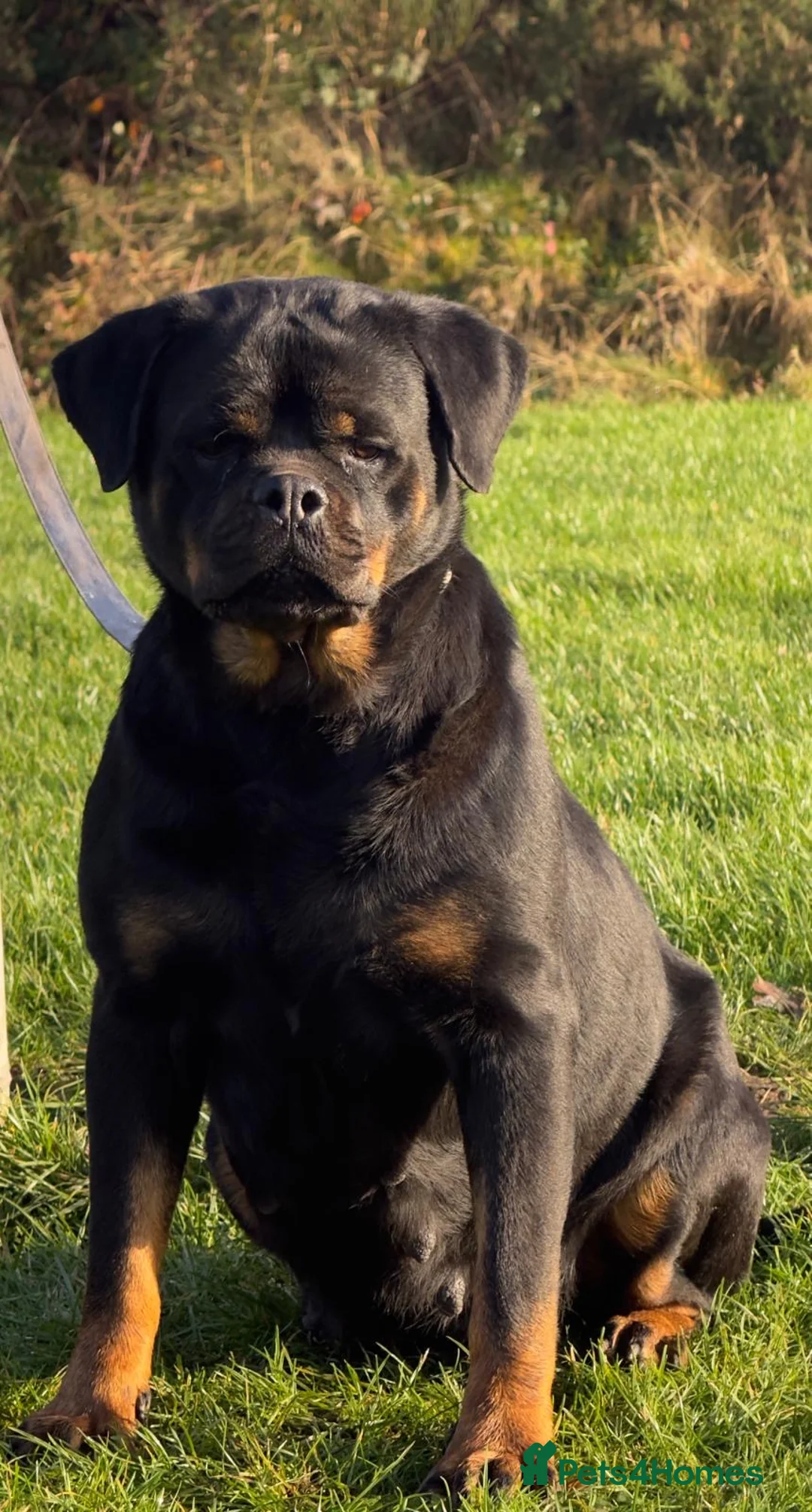 Rottweiler dogs for sale: Top quality kc pups for sale timitor X edelstein - Advert 21