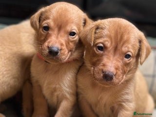 Labrador Retriever dogs Gorgeous KC Red Labrador Pups - Advert 2