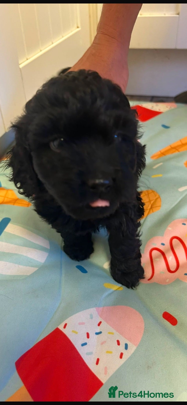 Cockapoo dogs REDUCED LAST COCKERPOO PUPPY LEFT - Advert 1