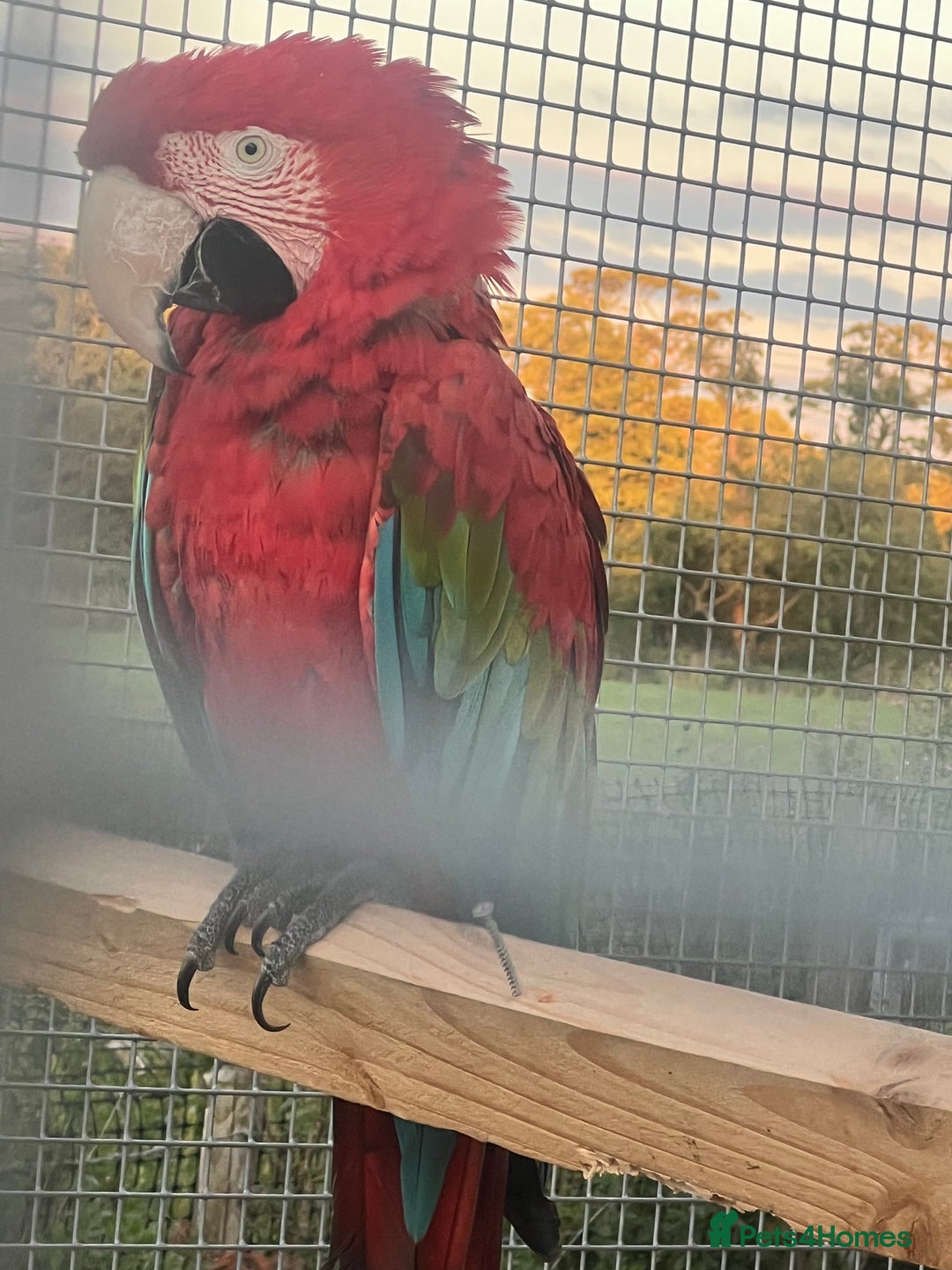 Macaws birds for sale: Pair of greenwings lovely big birds  - Image 4