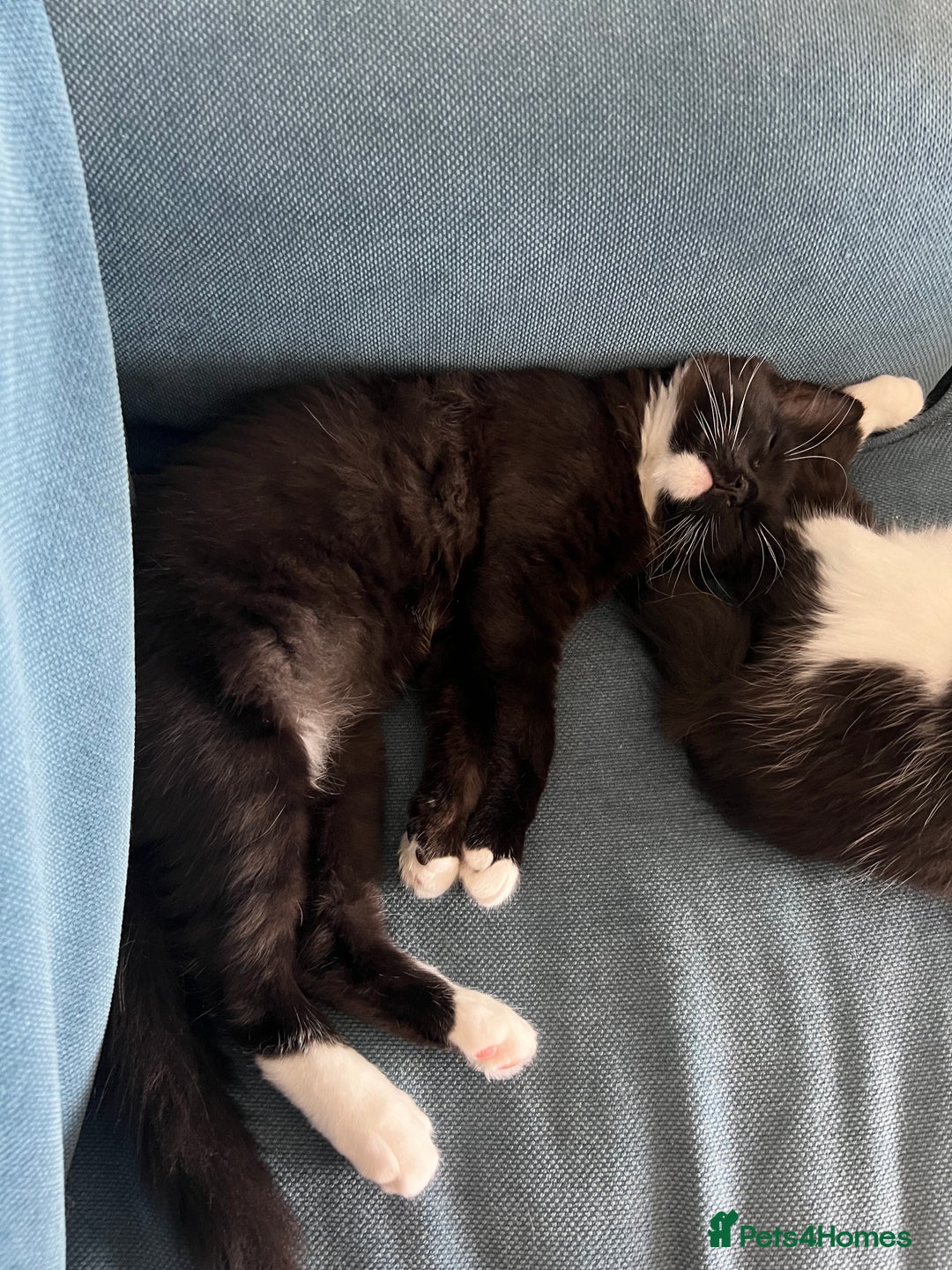 Mixed Breed cats for sale: Sweetest Bonded 6 month kittens (brother & Sister) - Advert 9