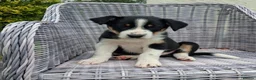 Border Collie dogs for sale: Adorable Puppies - Advert 22