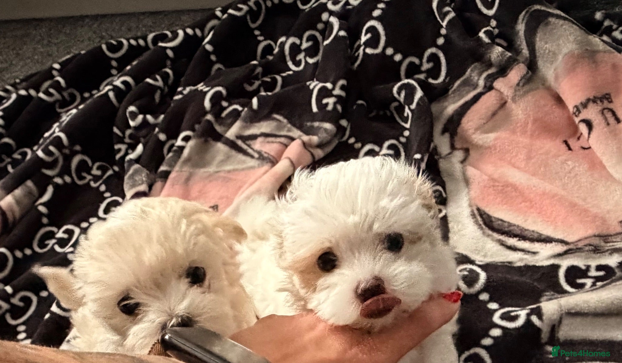 Maltipoo dogs ❌❌💲 Maltipoo F2 READY TO GO‼️ - Advert 2