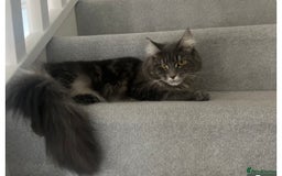 Maine Coon cats for sale: Beautiful Maine coon female - Image 3