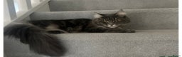 Maine Coon cats for sale: Beautiful Maine coon female - Advert 3