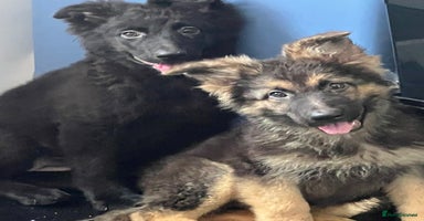 German Shepherd dogs - Advert 2