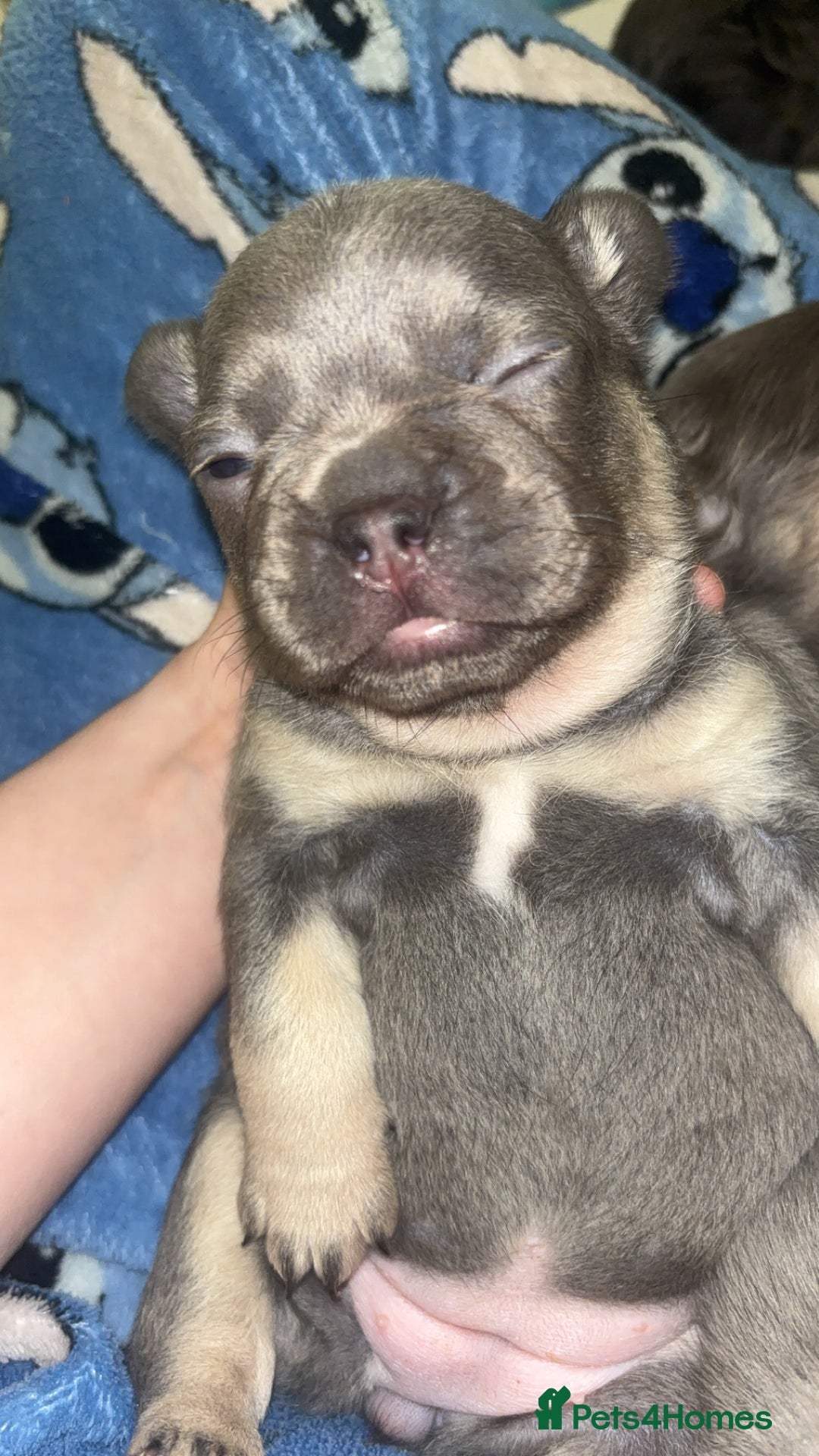 French Bulldog dogs for sale: Beautiful fluffy/carrier French's   - Advert 4