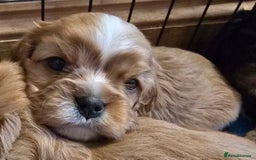 Cavalier King Charles Spaniel dogs for sale: Specialist tested Cavalier King charles  - Image 4