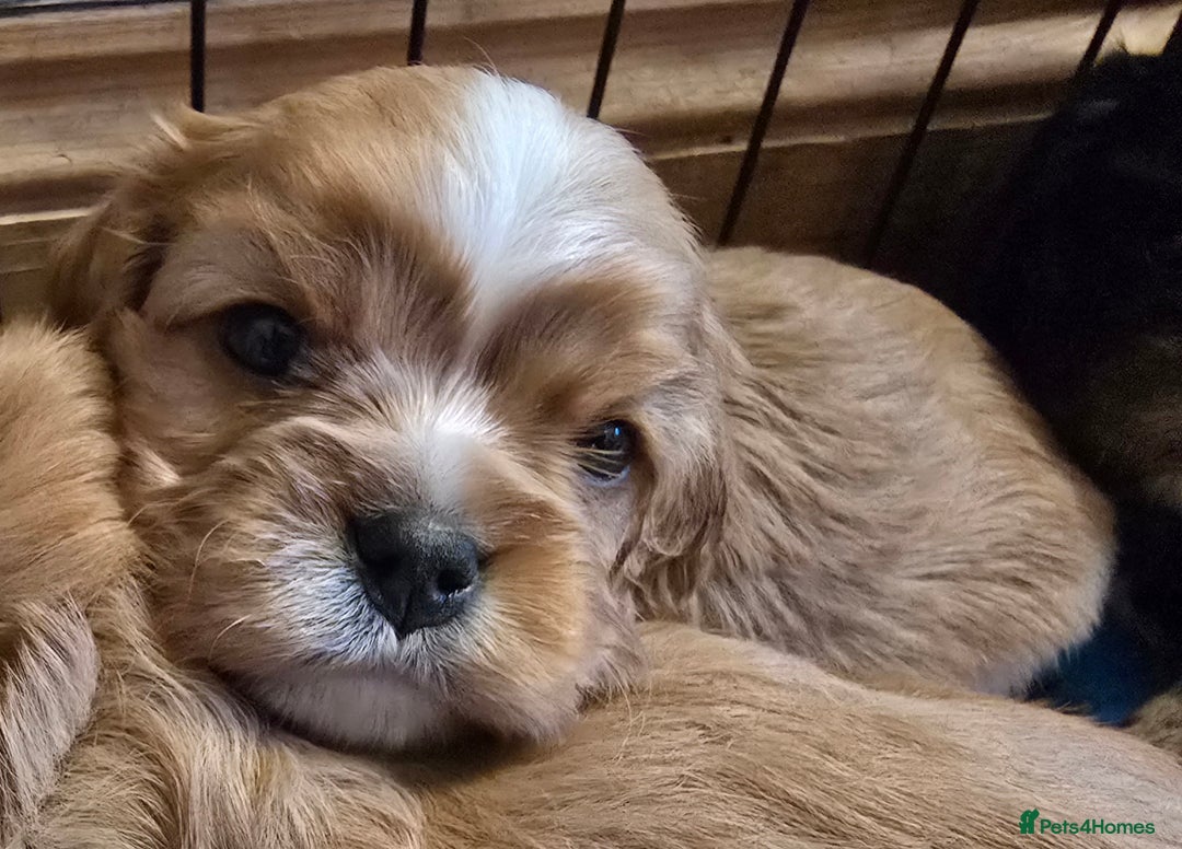 Cavalier King Charles Spaniel dogs for sale: Specialist tested Cavalier King charles  - Image 4