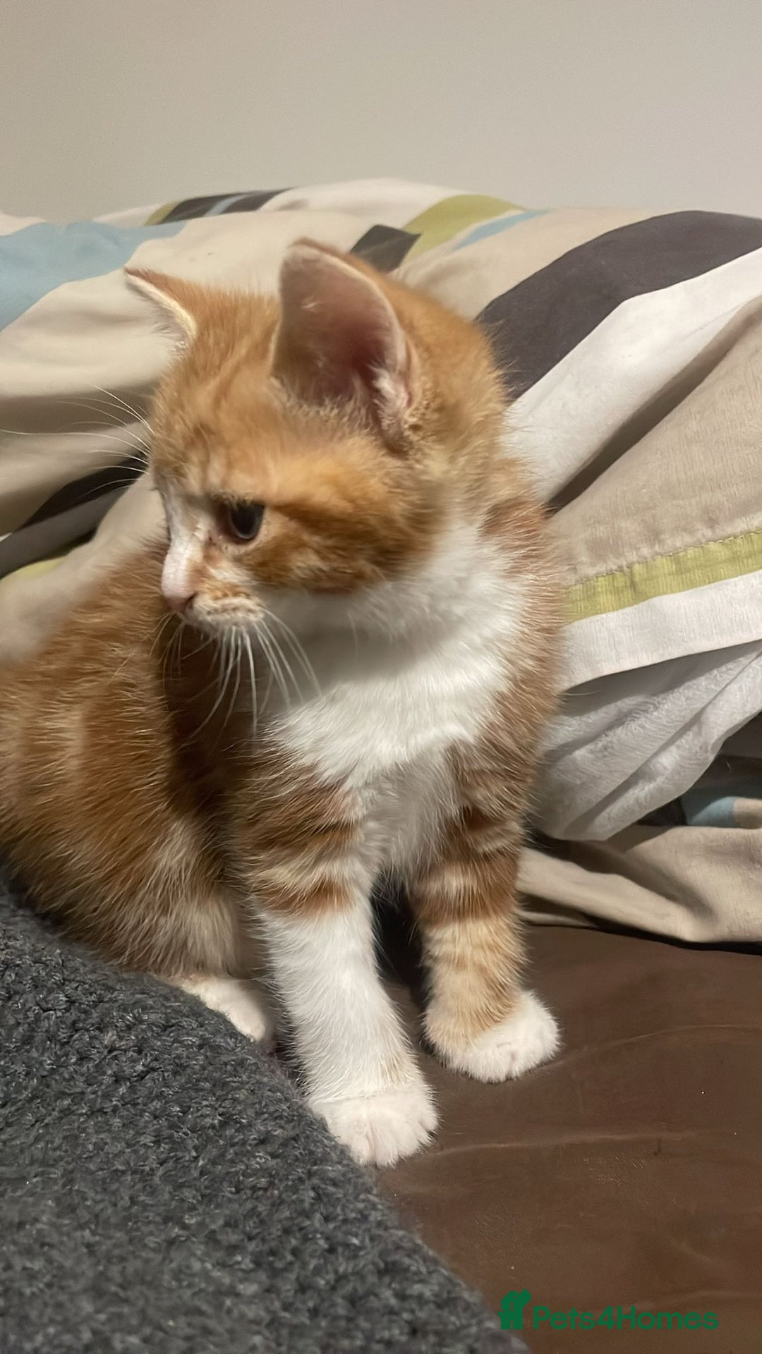 Mixed Breed cats for sale: 4 Kittens available - Advert 5