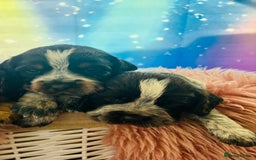 Cocker Spaniel dogs for sale: Kc reg cocker spaniel pups  - Image 3