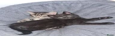 Mixed Breed 3