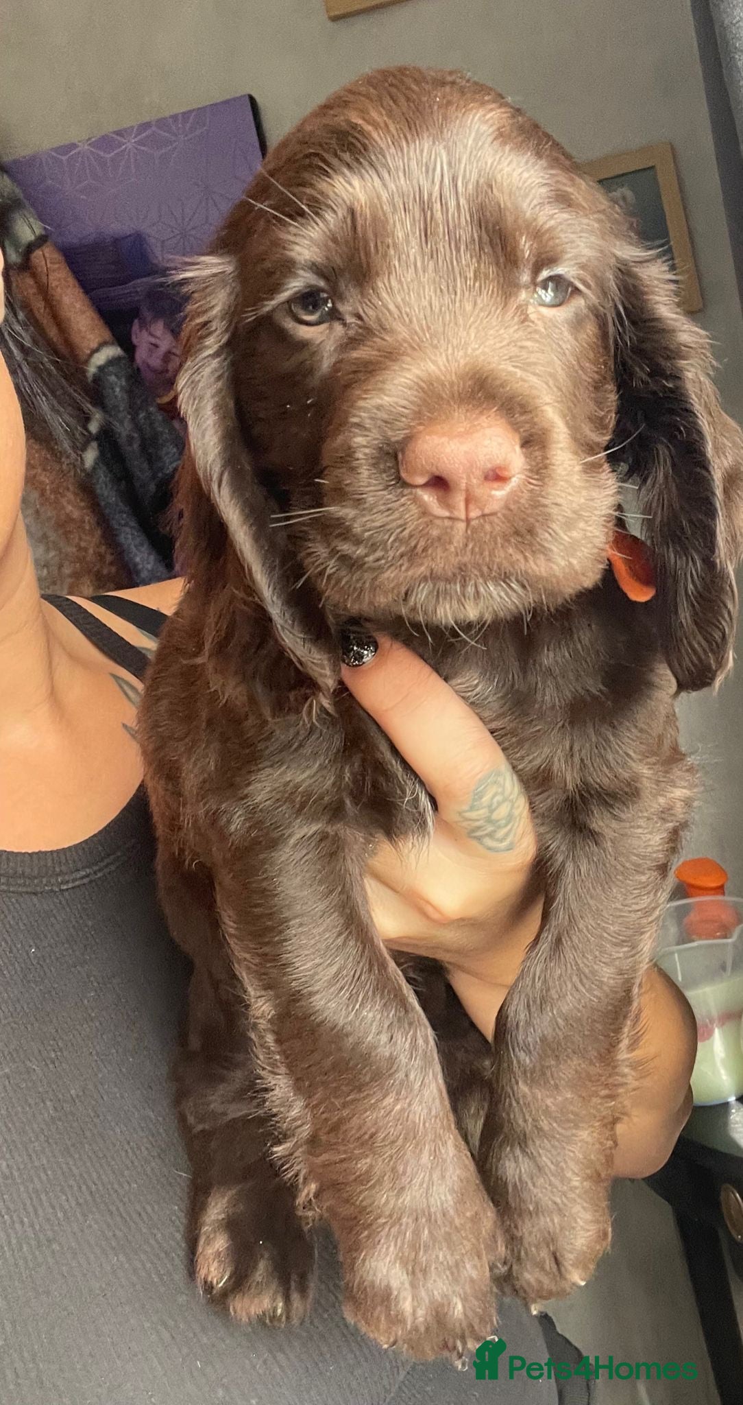 Cocker Spaniel dogs Beautiful Working x Show Cocker Spaniel Puppies  - Advert 2