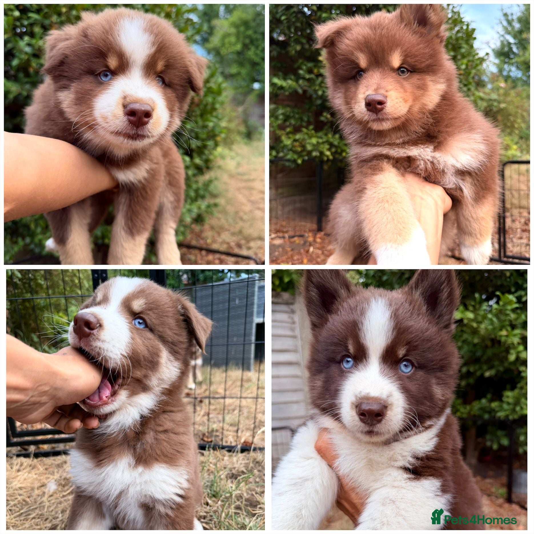 Pomsky dogs *Reduced Husky Marked 🇺🇸 Lines Health Tested F3s - Advert 4