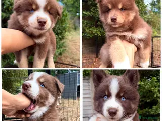 Pomsky dogs *Reduced Husky Marked 🇺🇸 Lines Health Tested F3s - Advert 4