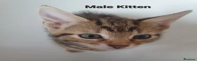 Male tabby kitten