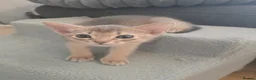 Abyssinian cats for sale: Adorable  Abyssinian  male for sale - Advert 7