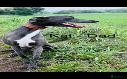 Whippet dogs for sale: Beautiful Whippet puppies for sale!  - Image 10