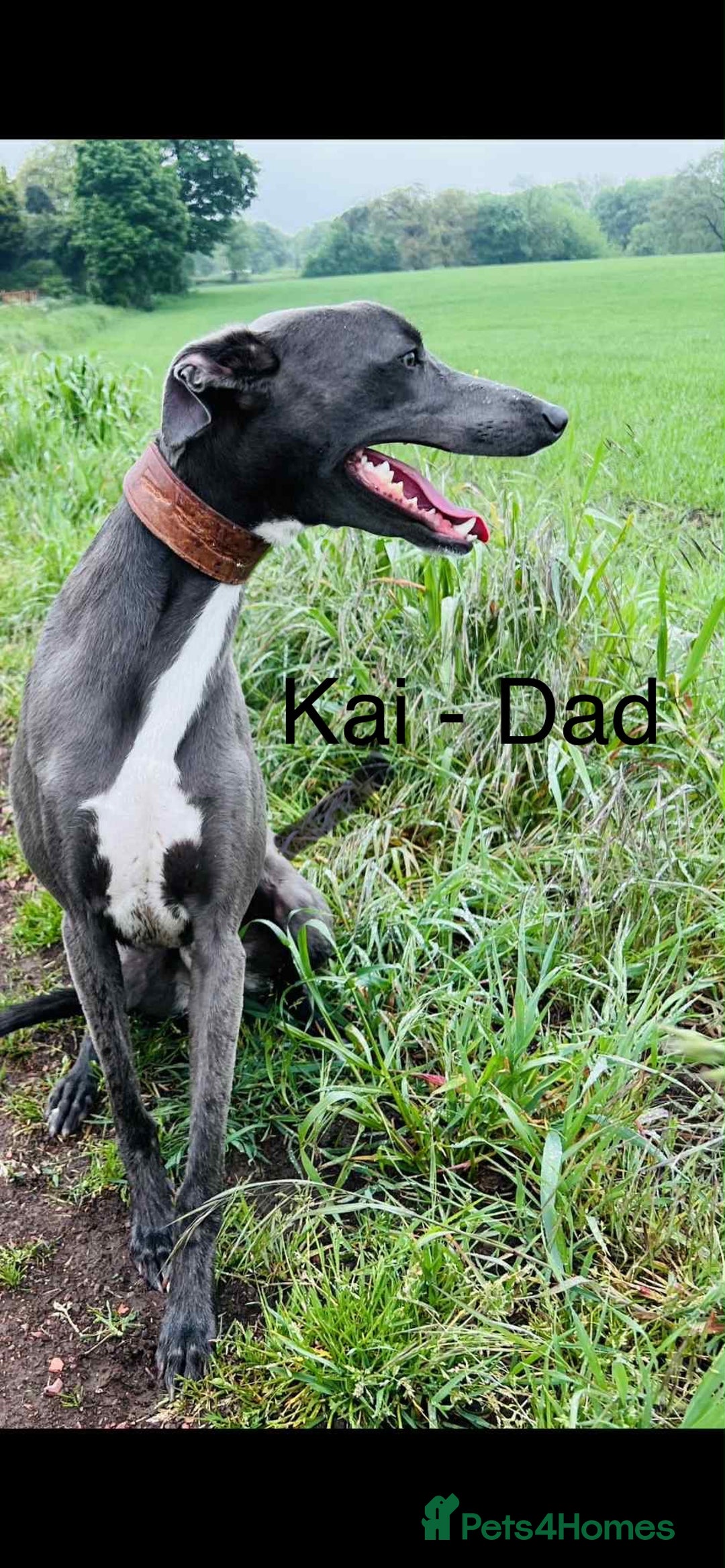 Whippet dogs for sale: Beautiful Whippet puppies for sale!  - Image 10