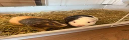 Guinea Pig rodents for sale: 2 male ginea pigs in Wigan - Advert 2